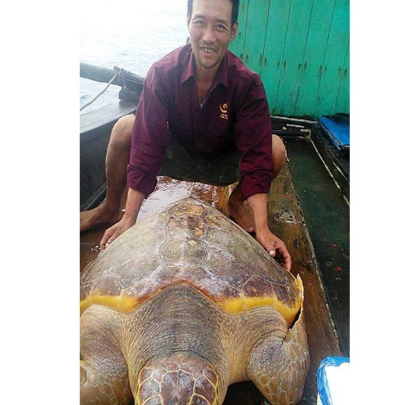 Fisherman Lien and the turtle before relseased into the sea (Photo: SGGP)