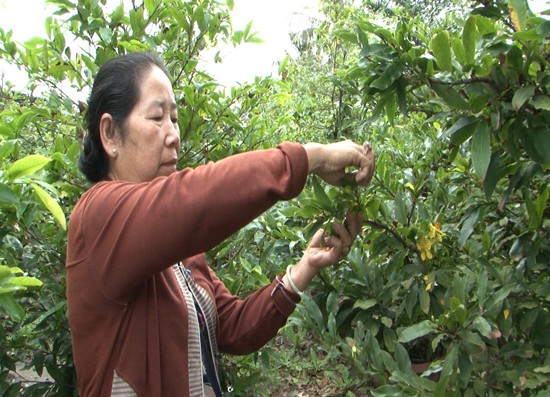Yellow apricot trees have already begun to flower and change new leaves early before the Lunar New Year
