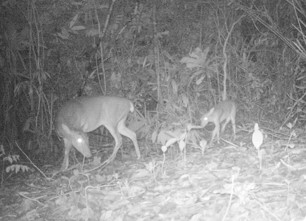 The existence of Muntjac in Vietnam's central province is caputred (Photo: SGGP)