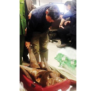 The rhino horns are discovered in luggage transported via air in Noi Bai Airport (Photo: SGGP)