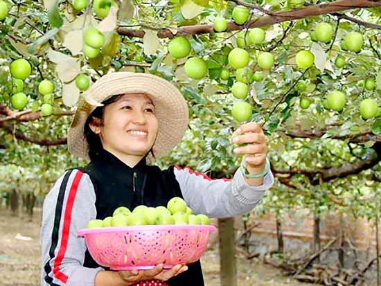 Làm cho táo tăng năng suất gấp đôi