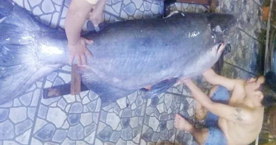 “Thủy quái” nặng hơn 140kg xuất hiện tại nhà hàng