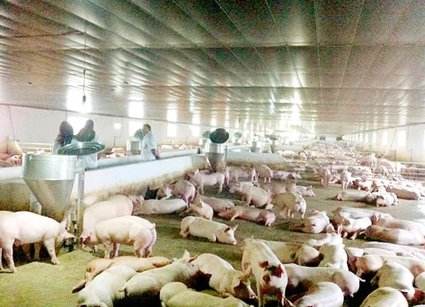 Giá heo hơi giảm mạnh