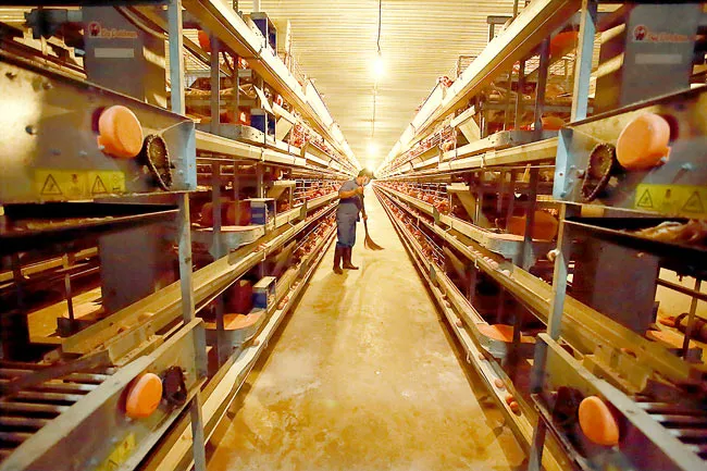 Nông nghiệp công nghệ cao - xuất hiện những “đầu tàu”