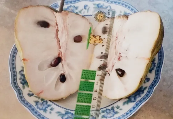 Trồng mãng cầu Thái