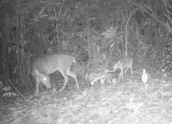 Loài Mang Lớn có nguy cơ tuyệt chủng như loài Sao La