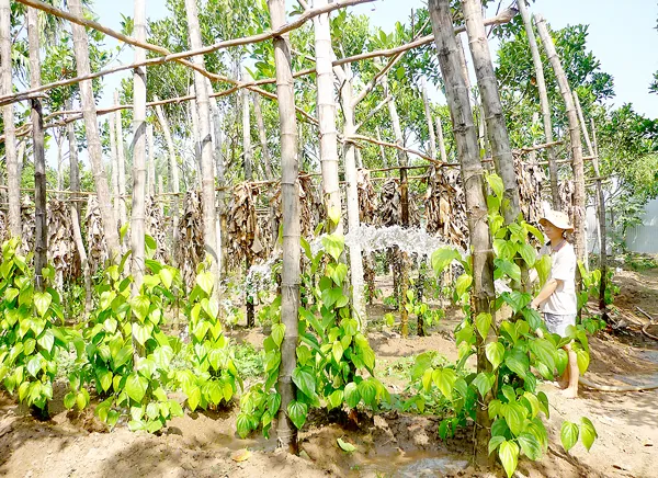 Vườn trầu bên sông Tiền
