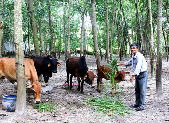 Poor people in Binh Duong receive support from the government. In the picture, poor people receive cattle (Photo: SGGP)