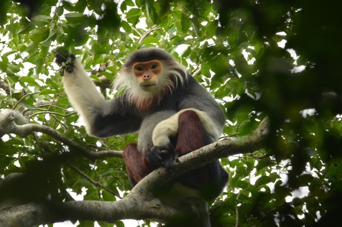 At home: Da Nang has chosen the red-shanked douc langur (Pygathryx nemaeus) as its official mascot for the 2017 APEC (Asia-Pacific Economic Co-operation) Summit. (Photo: VNS)