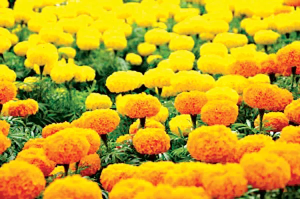 Có một miền hoa vạn thọ