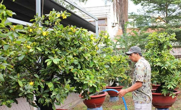 Trầy trật hoa kiểng, trái cây Tết