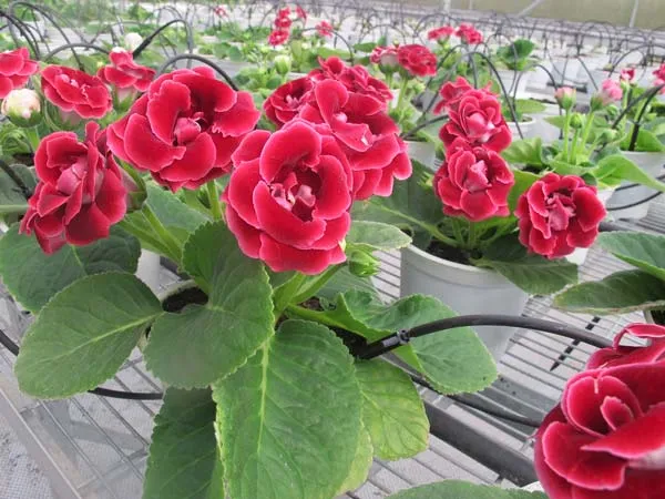 Trồng hoa chuông trong nhà màng