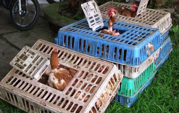 Nguy cơ bùng phát dịch cúm gia cầm và cúm trên người