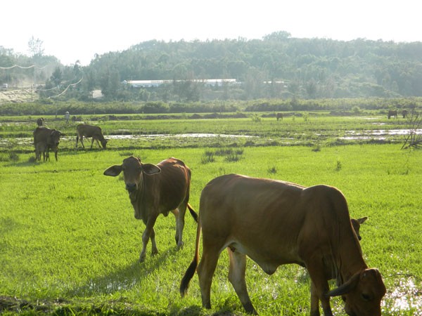 The area where Hoa Phat Group will build a steel plant at Dung Quat Economic Zone, Quang Ngai (Photo: SGGP)