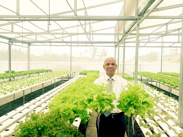 Mr. Peter Hong, overseas Vietnamese in Australia, at his profitable hydroponic vegetable farm, District 2, HCMC (Photo: SGGP)