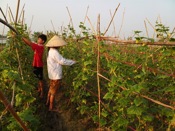 Farmers in Van Noi Commune of Hanoi’s Dong Anh District harvest vegetable. The commune is well known for providing safe vegetables for Hanoi. (Photo: VNS)