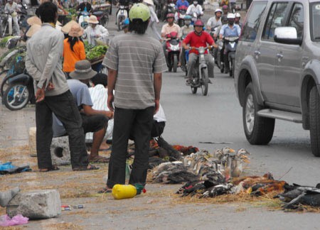 people sell poultry in streets iIllegally (Photo: SGGP)