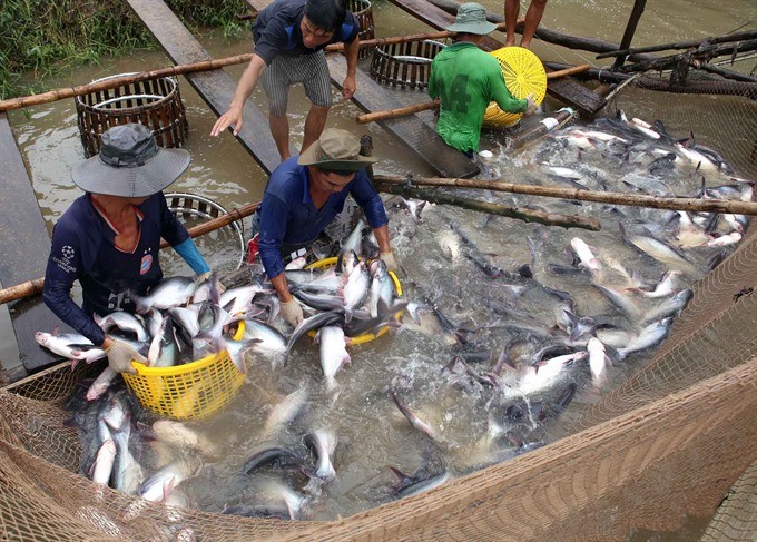 Two workers harvest tra fish at the Tan Thanh Tra Fish-Raising Co-operative in Tan Hoi Commune, in the Mekong Delta’s Vinh Long City. The Ministry of Agriculture and Rural Development has predicted a 10 per cent increase in tra fish export value this year to US$1.7 billion. (Photo: VNA/VNS)