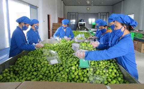 Workers pack Indian jujube (Vietnamese apple) at the Ba Moi Vineyard in Phan Rang-Thap Cham city, Ninh Thuan province (Photo: VNA/VNS)