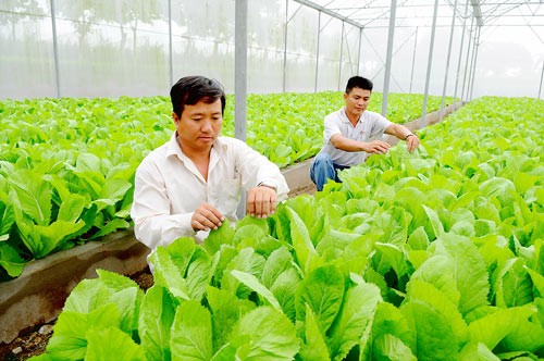 Applying biological technology in growing vegetables in outlying district in HCMC (Photo: SGGP)