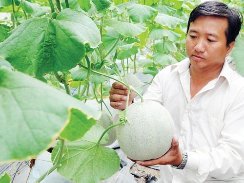 Muskmelon grown at HCMC Hi-Tech Agriculture Park (Photo: SGGP)