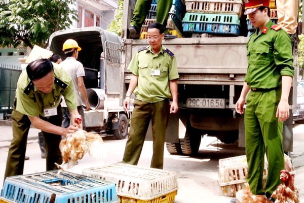 Staffs of quanrantine stations in border crossing tighten monitor on illegal poultry smuggling (Photo: SGGP)