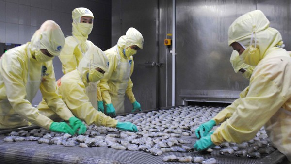 Workers process shrimp for exports at Minh Phu Seafood Group, Ca Mau provincea (Photo: SGGP)