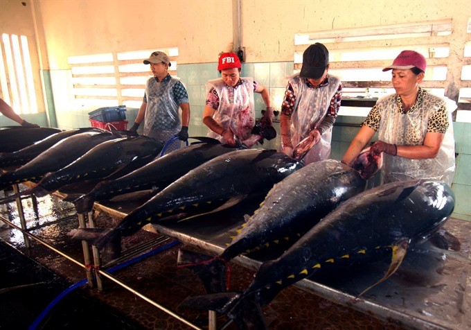 Workers process tuna at the Hai Nguyen Co Ltd in Hoai Nhon Town, the central province of Binh Dinh. (Photo: VNA/VNS)