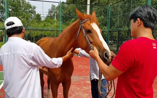 KDL Đại Nam nhập hơn 500 con ngựa phục vụ trường đua