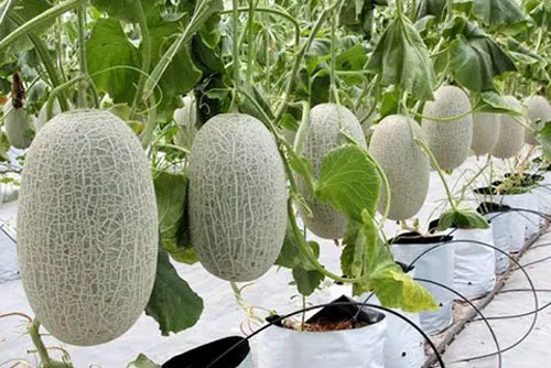 Điều tra vụ hàng ngàn gốc dưa lưới bị kẻ gian phá hoại