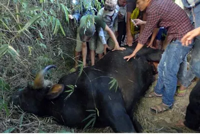 Tăng cường bảo vệ môi trường sống cho bò tót