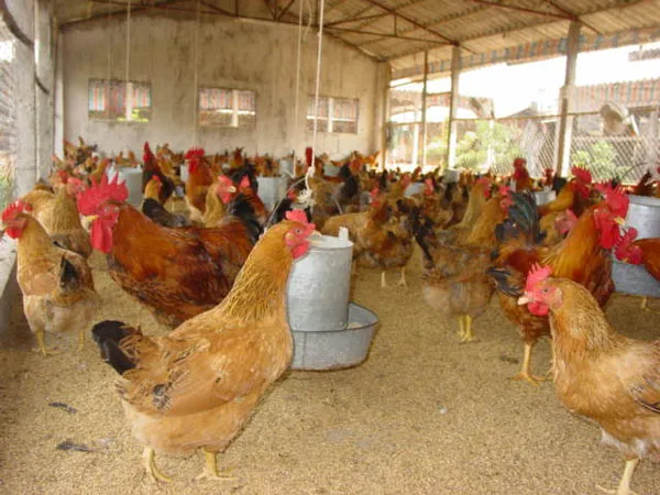 Nhiều địa phương xuất hiện ổ dịch cúm gia cầm