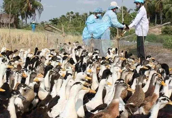Cúm gia cầm đã lan ra 5 tỉnh