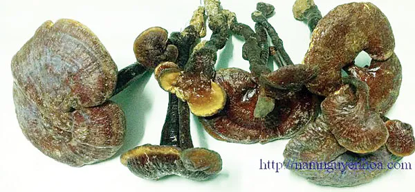 Chữa bệnh hiểm nghèo nhờ sự kỳ diệu của Nấm lim xanh