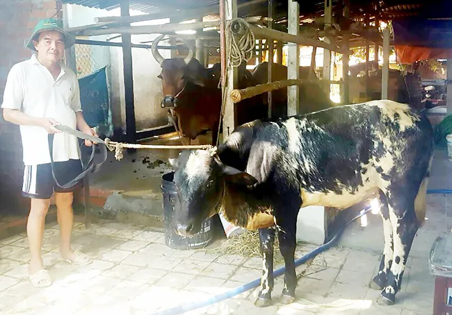 Hiệu quả bước đầu trong lai tạo giống bò thịt chất lượng cao