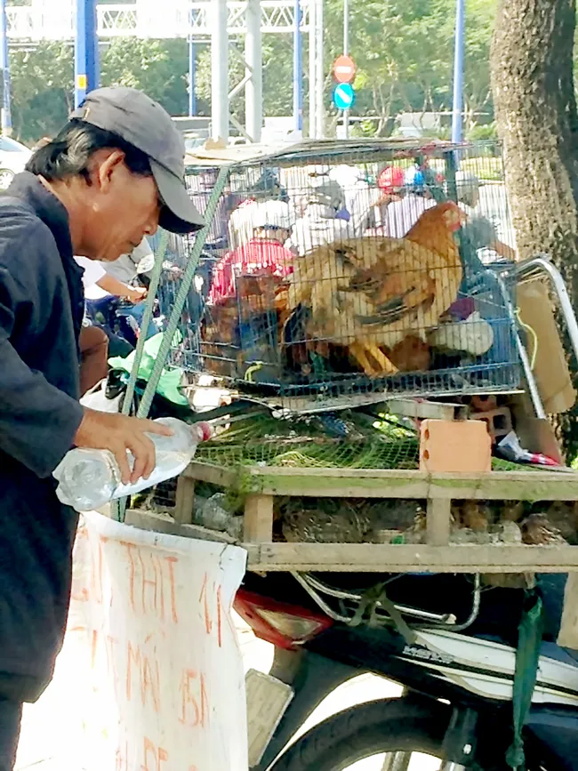 Còn nhiều điểm kinh doanh gia cầm trái phép