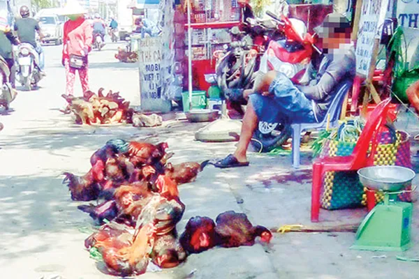 Khuyến cáo người dân sử dụng gia cầm có nguồn gốc rõ ràng