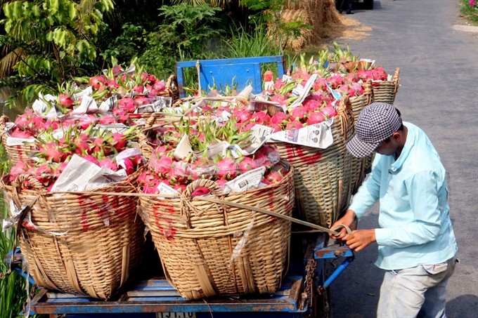 Dragon fruit from Long An has the highest value of any fruit export in the country