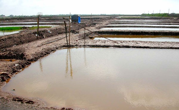 Salt intrusion has affected seafood farming in the Mekong Delta (Photo: SGGP)