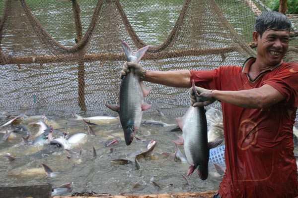 Pangasius fish harvested in the Mekong Delta (Photo: SGGP)