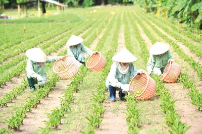 Workers are harvesting herbal medicinal plants (Photo : SGGP)