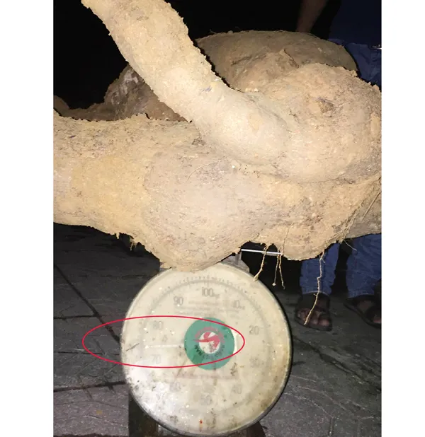Dân đào được sắn nặng 75kg, đem trưng bày mừng 8-3 ảnh 1