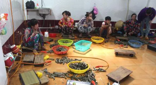 Bắt quả tang gần 20 người đang bơm tạp chất vào tôm ảnh 1