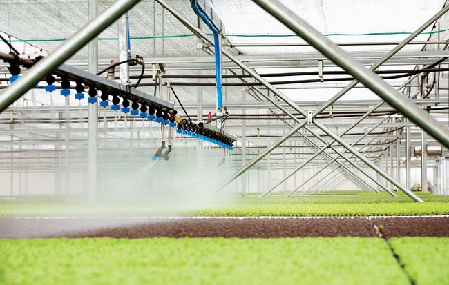 An organic vegetable farming model in Vietnam (Photo: SGGP)