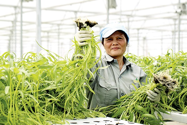 The woman harvests water morning glory. Organic farming model is a new step forward of Vietnam’s agriculture (Photo: SGGP)