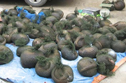The pangolin in theseven-seat sedan seized (photo: SGGP)