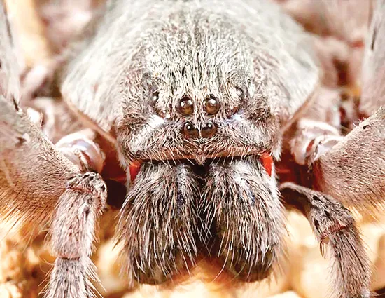 Phát hiện nhện khổng lồ 8 mắt ở Mexico ảnh 1