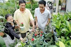 Cây kiểng bon sai chậu nhỏ được ưa chuộng