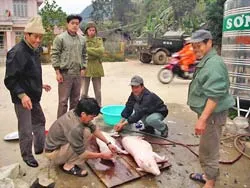 Dưới đỉnh Pắc Moòng ảnh 2