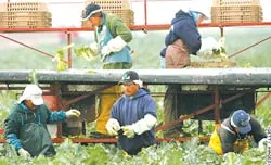 Người nhập cư trong nền kinh tế ảnh 2